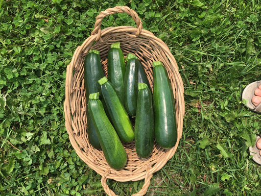 organic dark green zucchinis