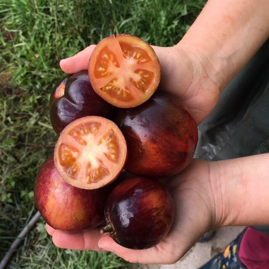 organic dark tiger tomatoes