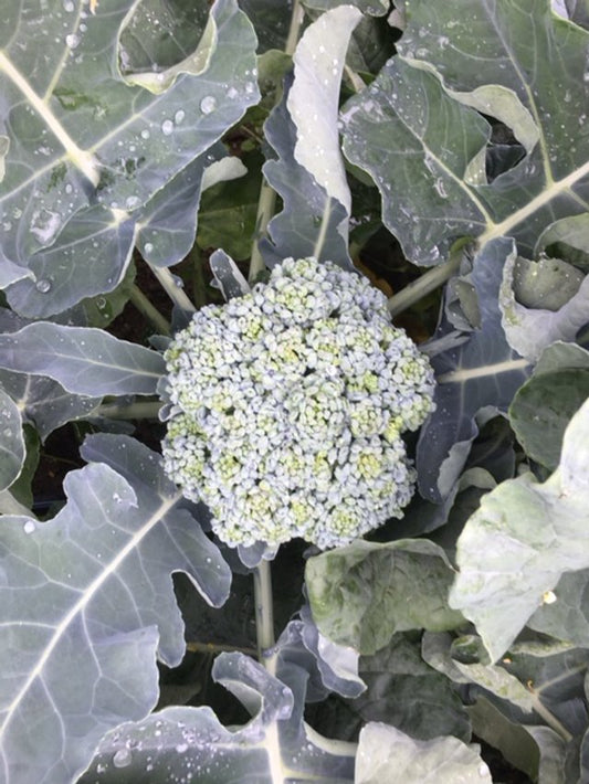 organic de cicco broccoli