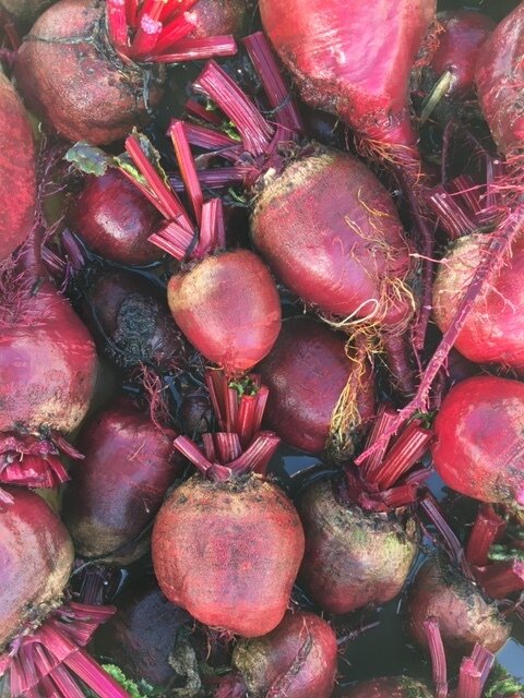 organic detroit dark red beet