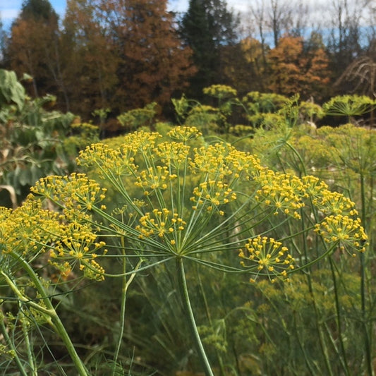 organic bouquet dill
