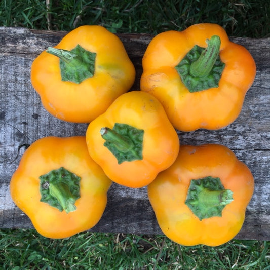 organic doe hill pepper