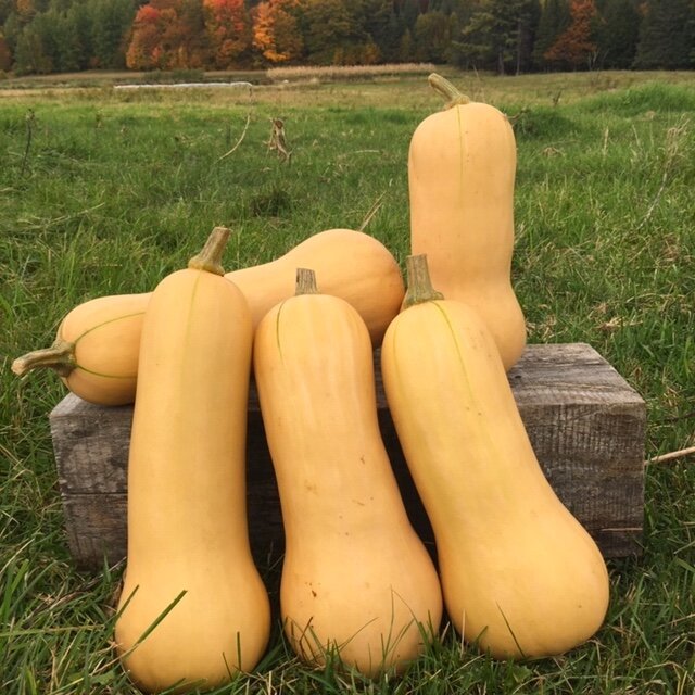 organic early butternut remix winter squash seeds