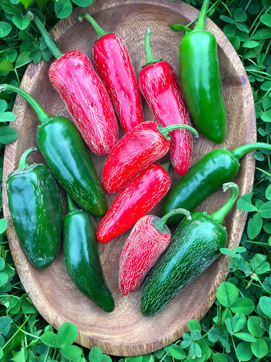 Pepper, Early Jalapeño