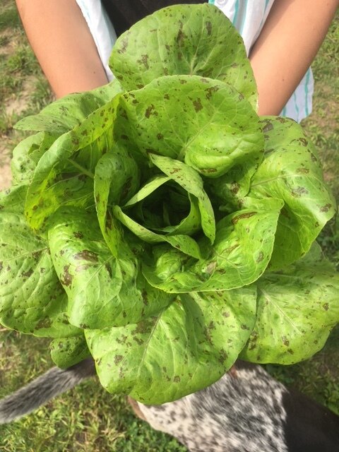 organic freckles lettuce seeds