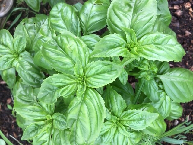 Herb Genovese Basil