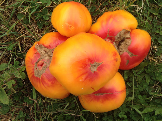 organic german striped tomato