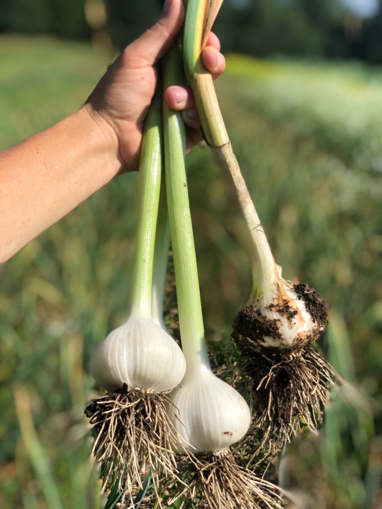 organic german hardy garlic seed