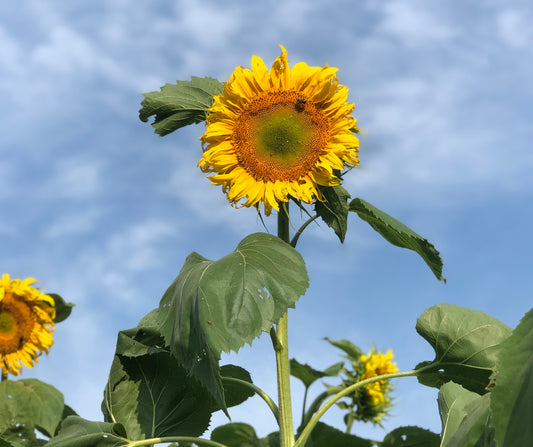Flower, Giant Mammoth Sunflower