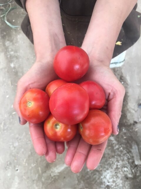 organic glacier tomato seeds