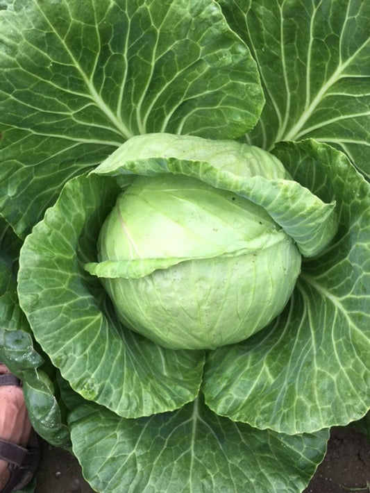 organic golden acre cabbage seeds