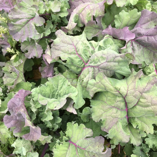 organic heirloom groninger blue kale