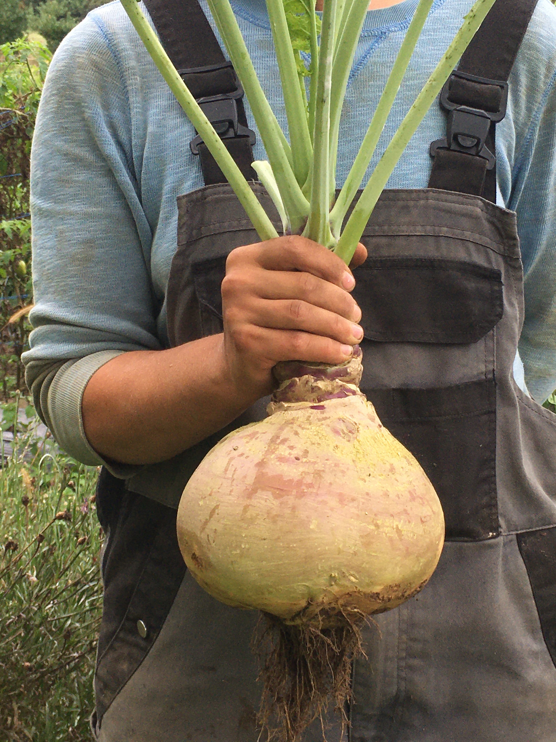 organic-helenor-rutabaga-seeds