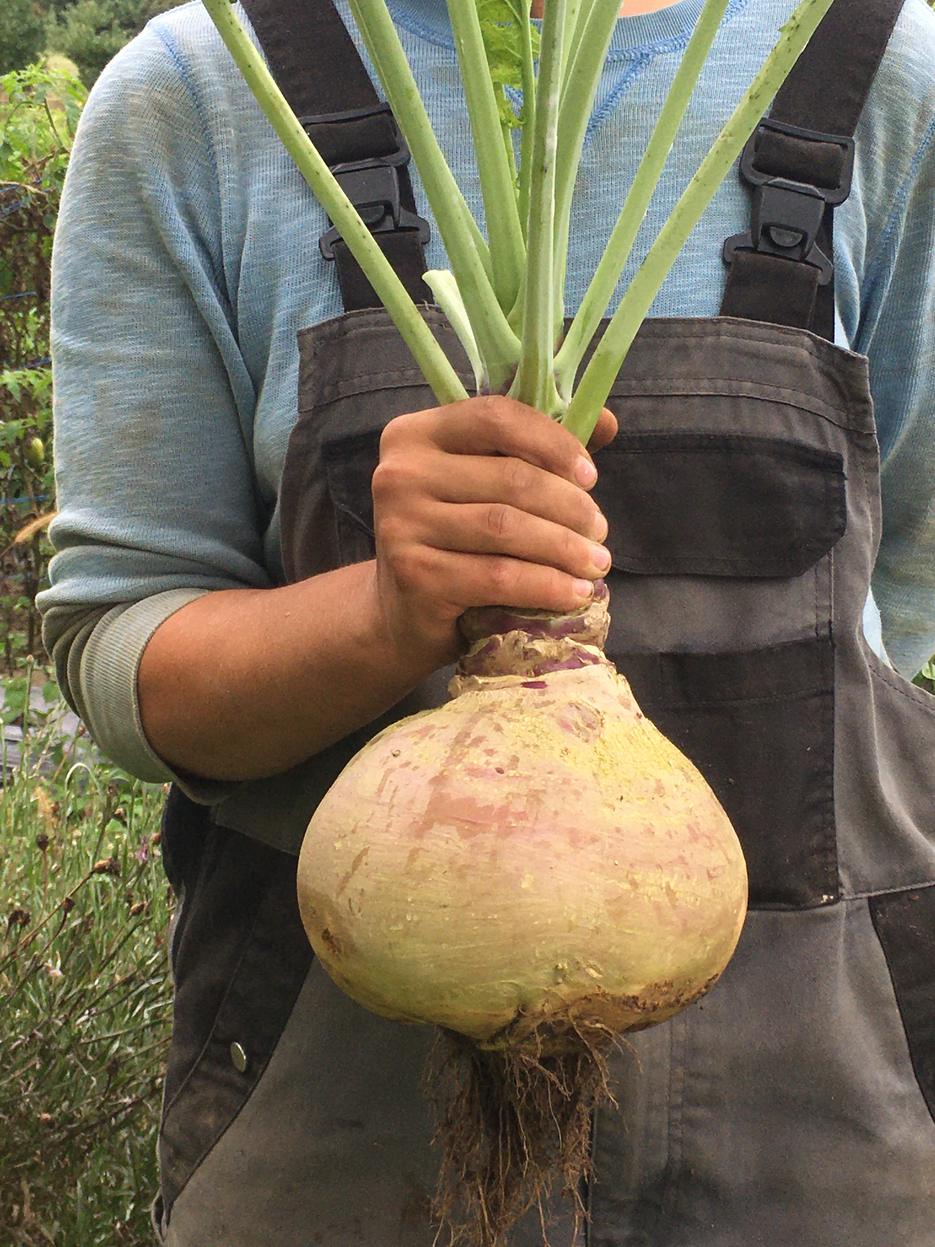 50 Graines De Rutabaga Reproductibles - Légume Ancien Pour Potager - Semences Paysannes SemiSauvage