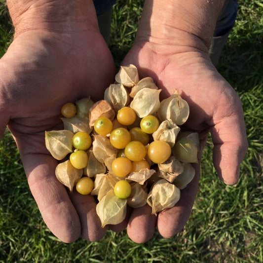 organic husk ground cherries