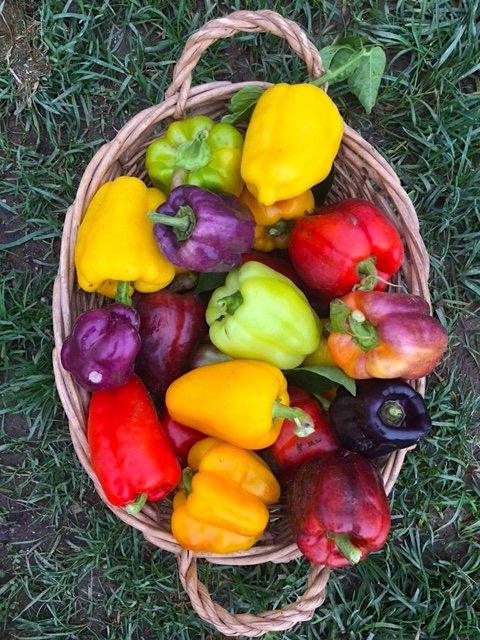 organic iko iko pepper seeds