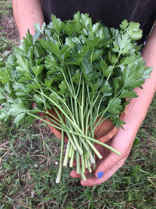 organic italian flat leaf parsley