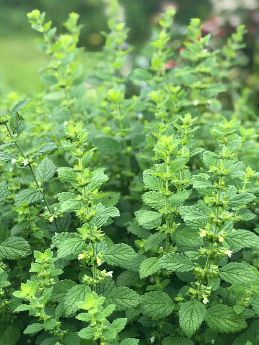 organic melisse lemon balm seeds