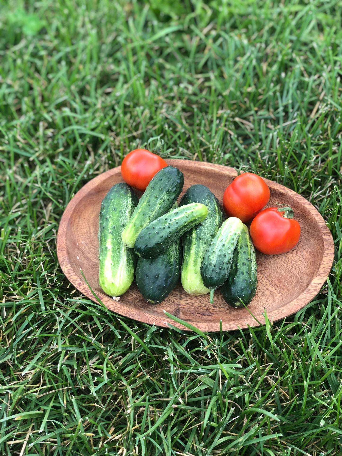 organic little leaf pickling cucumber seeds