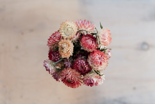 lovely mix strawflower seeds