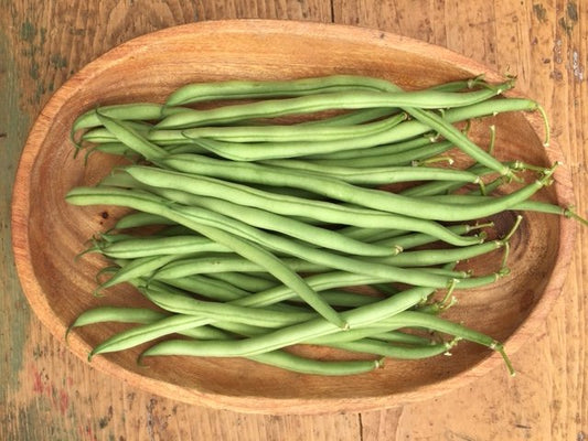 organic maxibel bush bean seeds