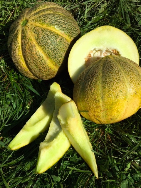 Melon de Montréal