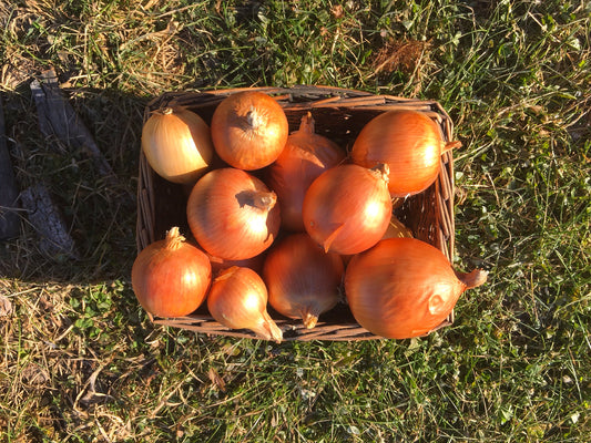 organic new york early onion seeds
