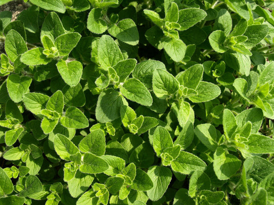 organic greek oregano seeds