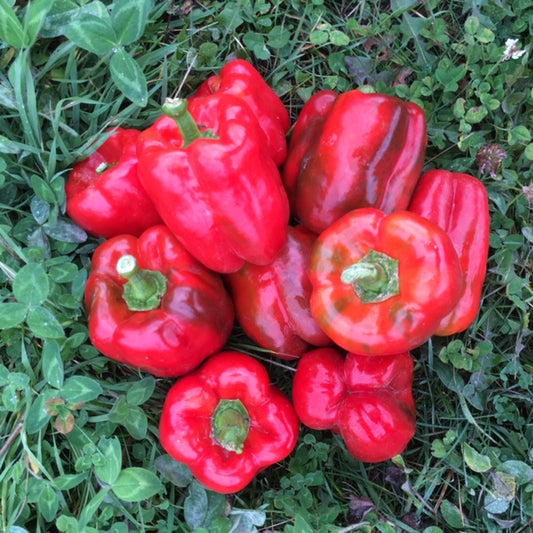 organic sweet pepper peacework seeds