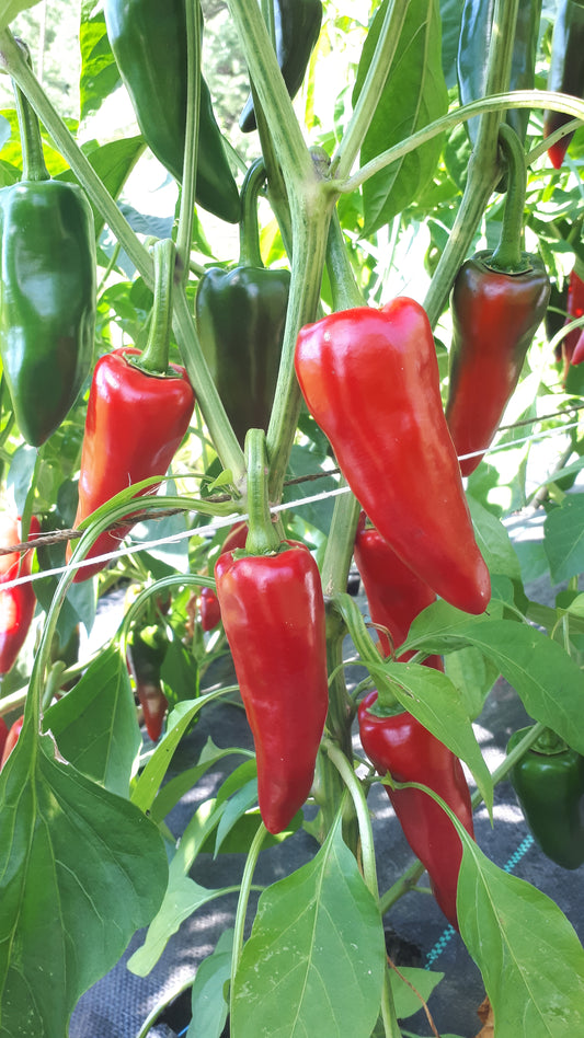 organic-espelette-pepper-seeds