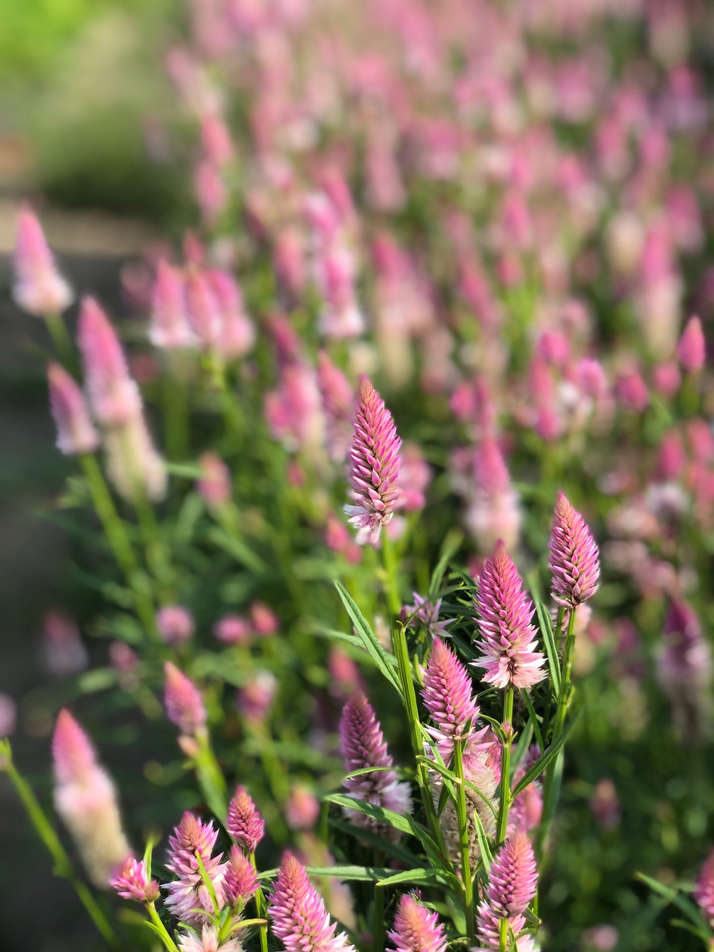 pink flamingo celosia flower seeds