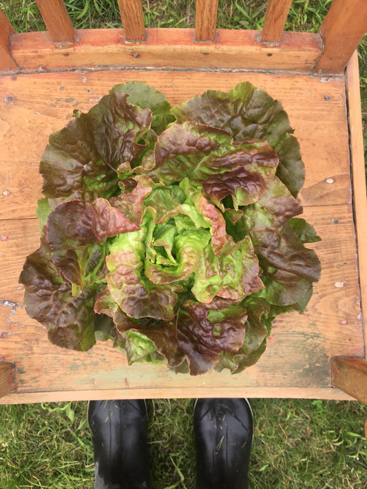 Lettuce, Pirate