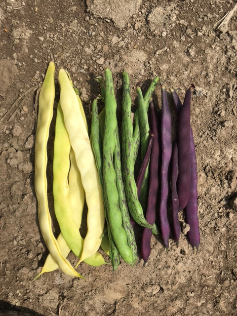 organic pole bean mix