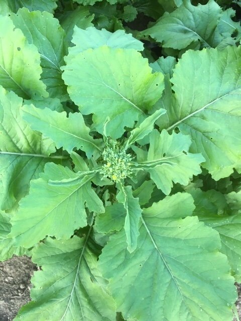 organic italian rapini heirloom seeds