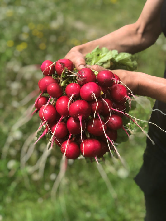 organic-raxe-radish-seeds