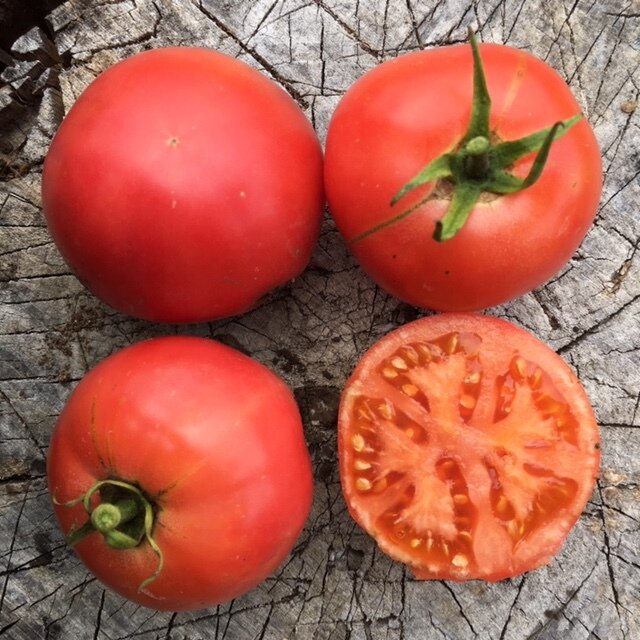 organic rose de berne heirloom pink tomato