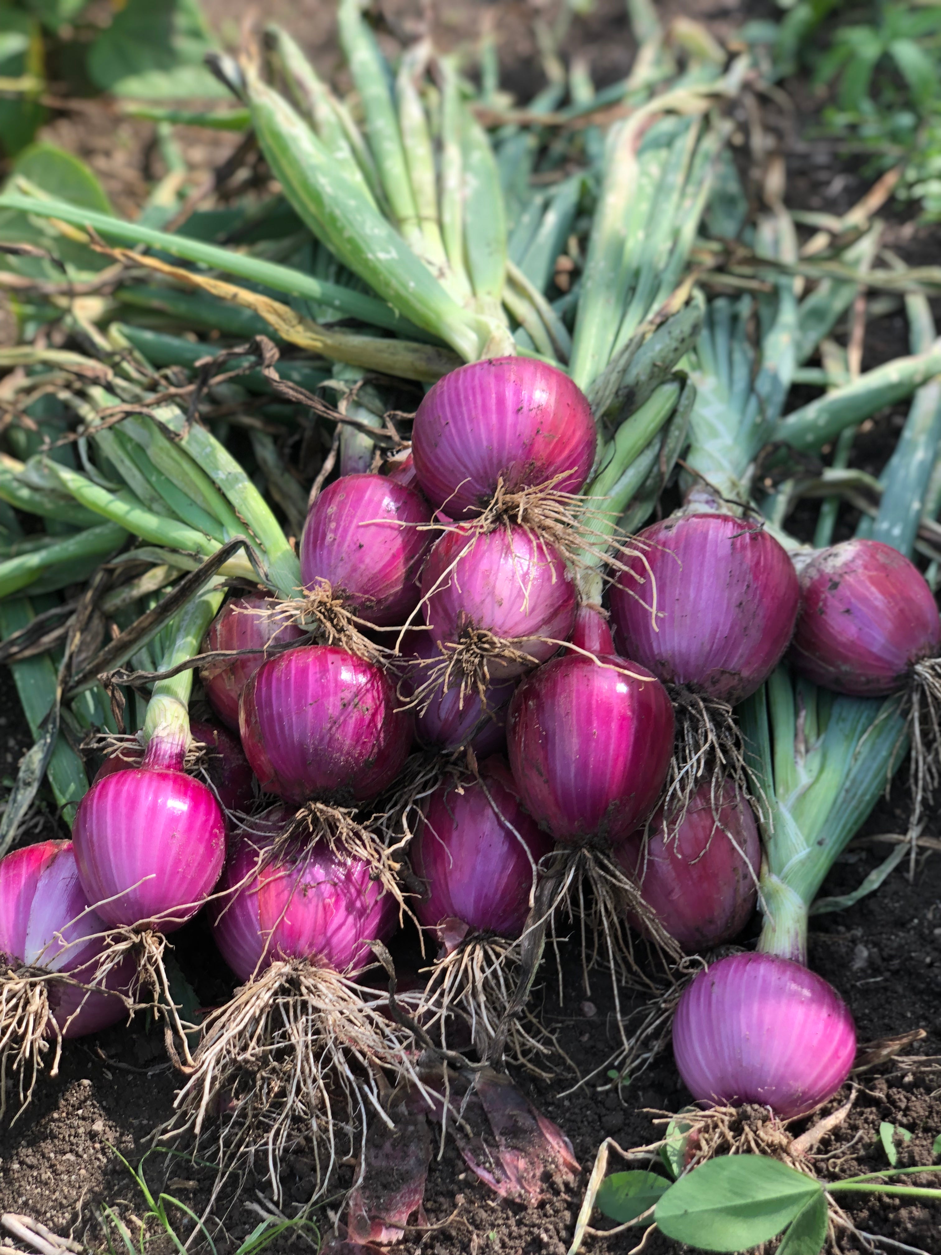 Organic onion farm