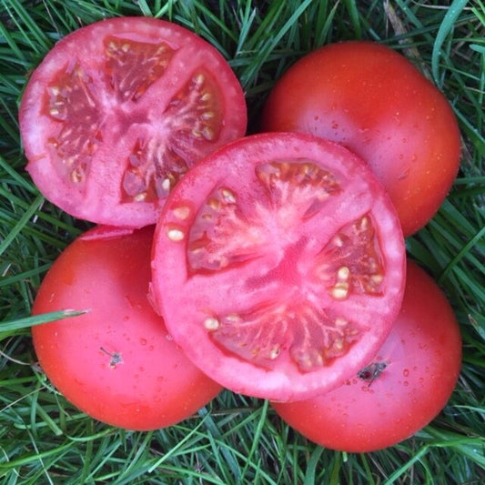 organic beef rutgers original tomato seeds