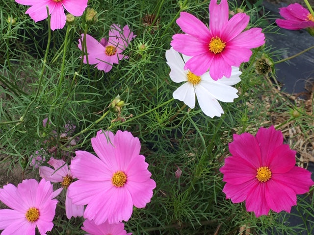 organic sensation mix cosmos seeds