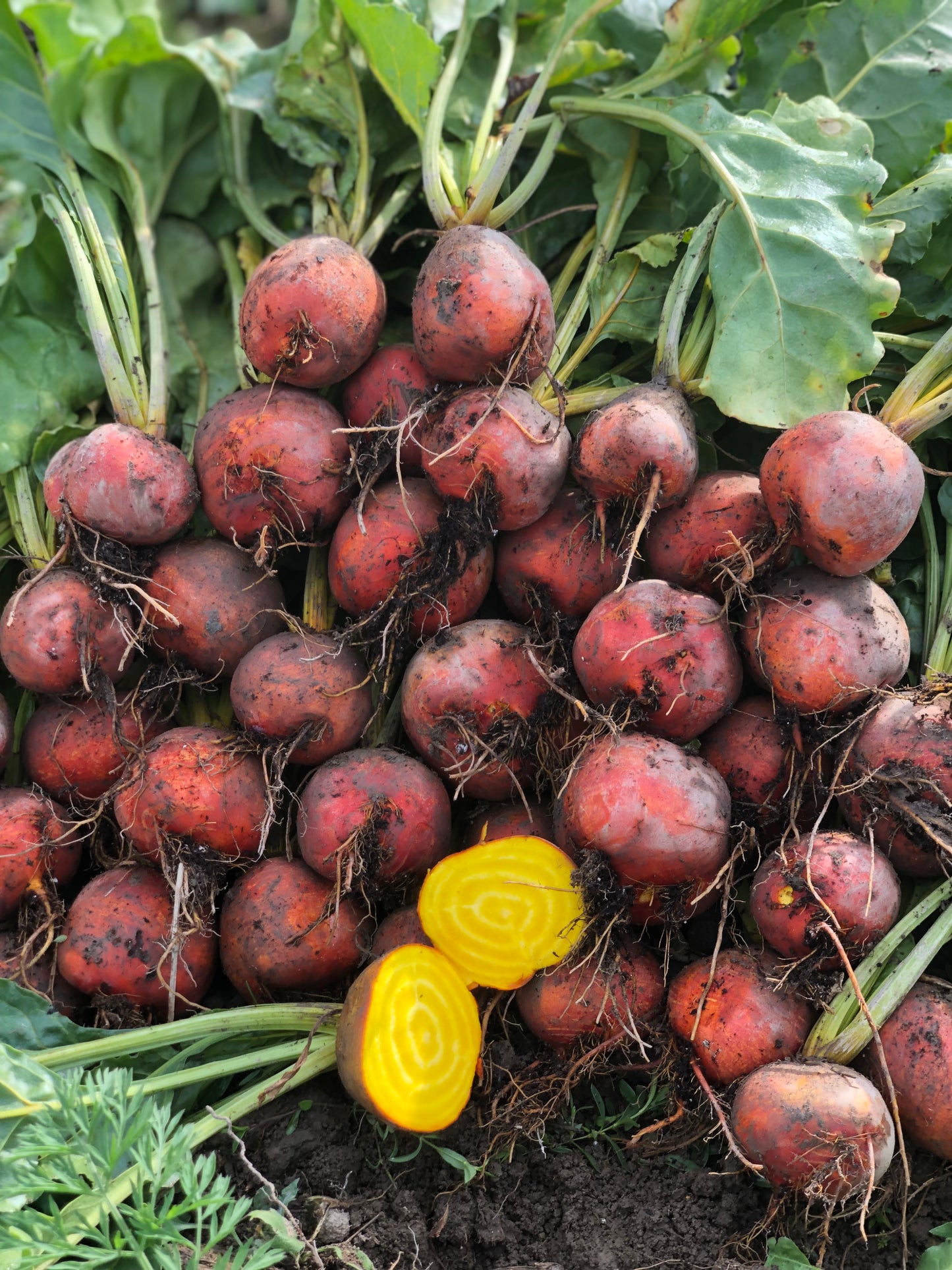organic touchstone beet seeds
