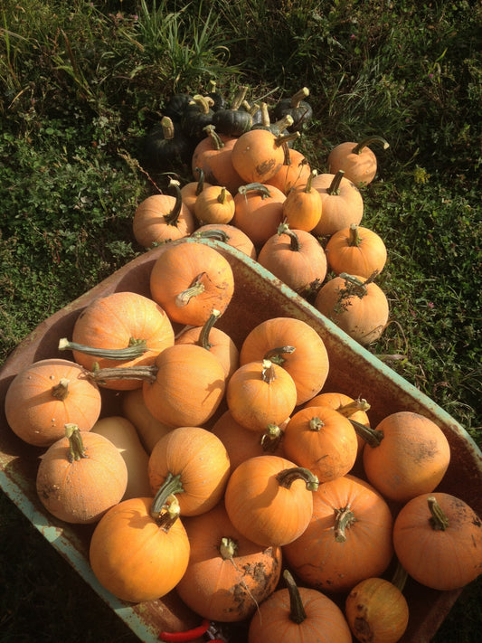 organic winter luxury pie pumpkin