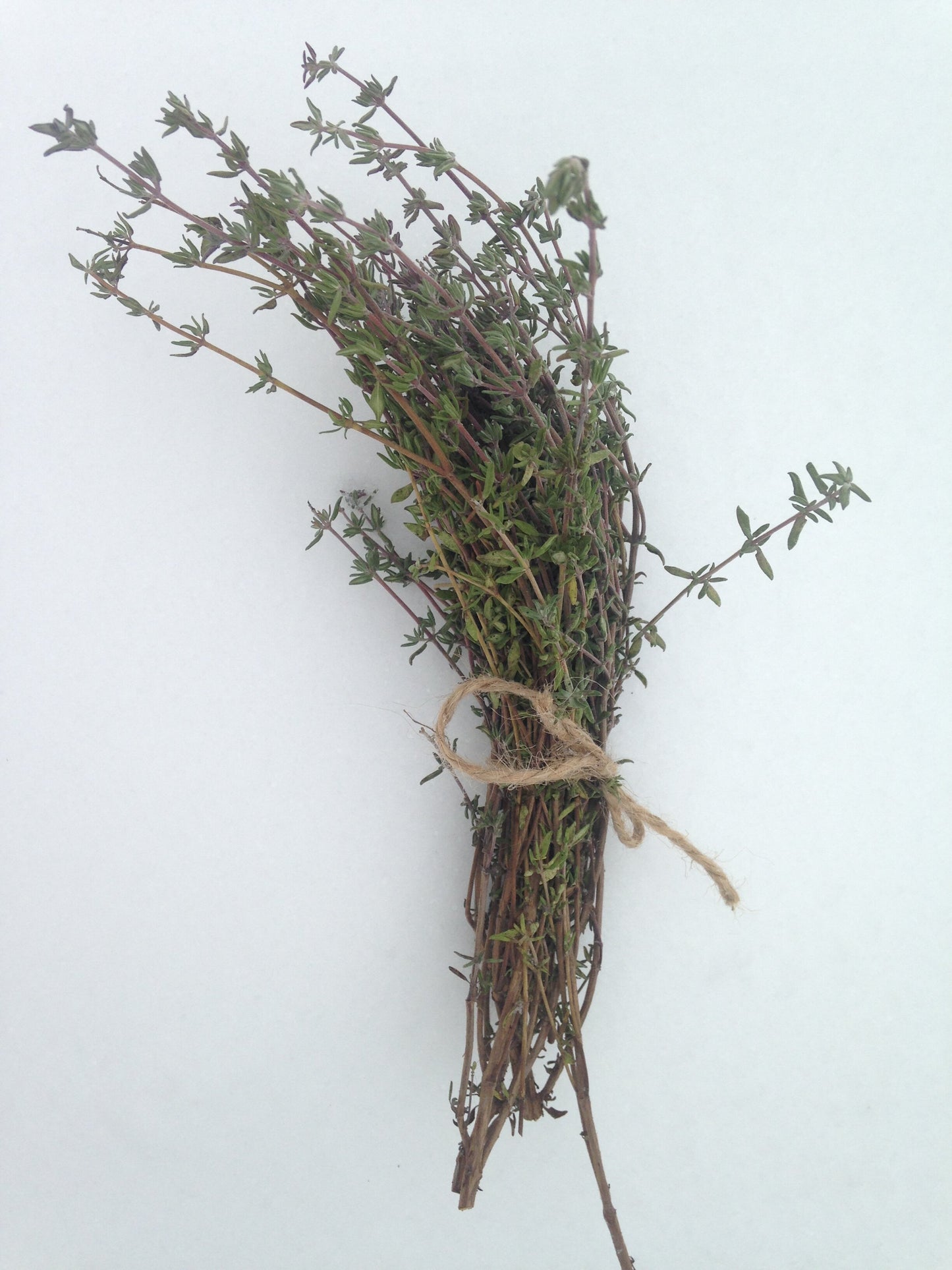 organic winter thyme seeds
