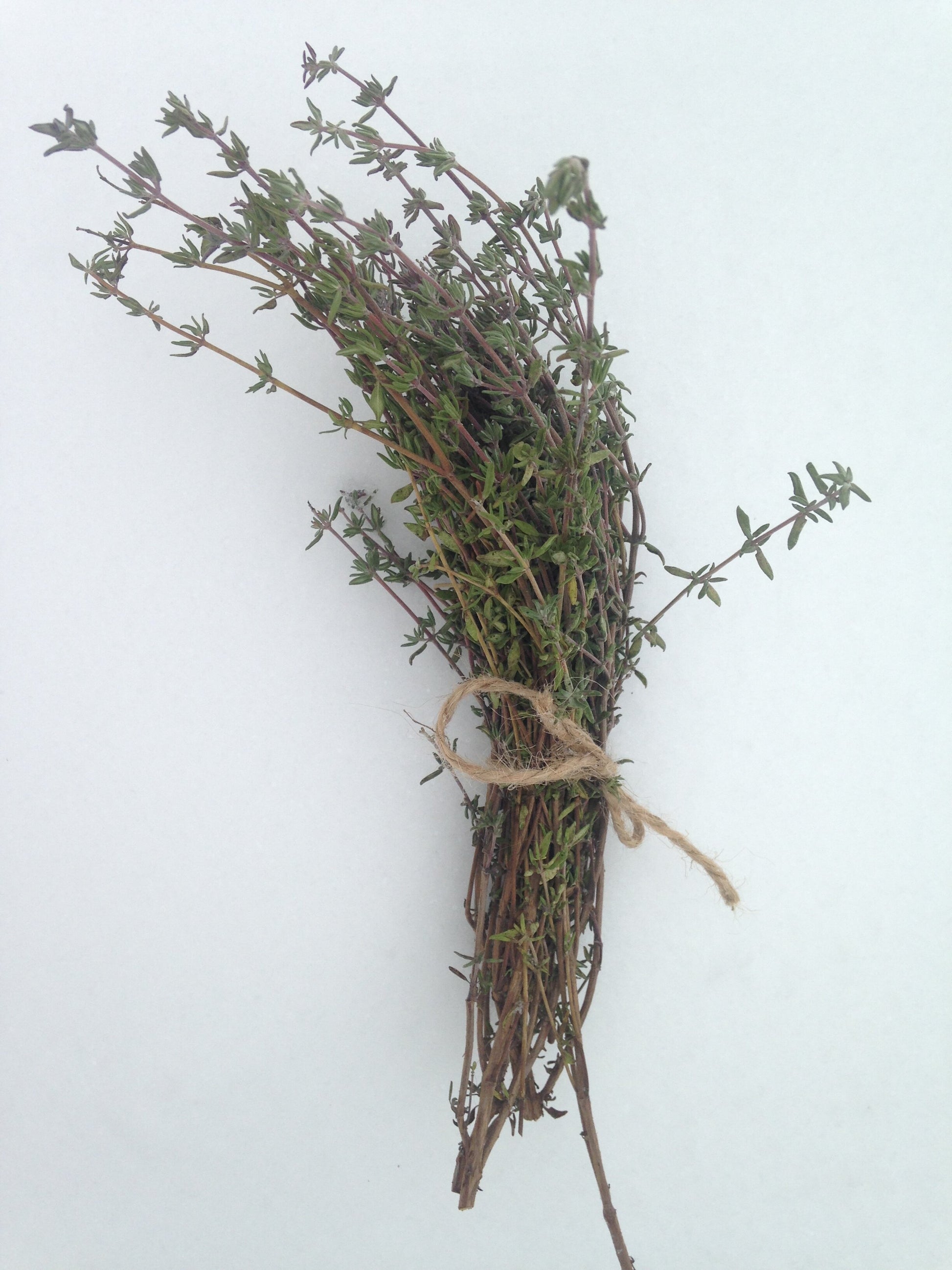 organic winter thyme seeds
