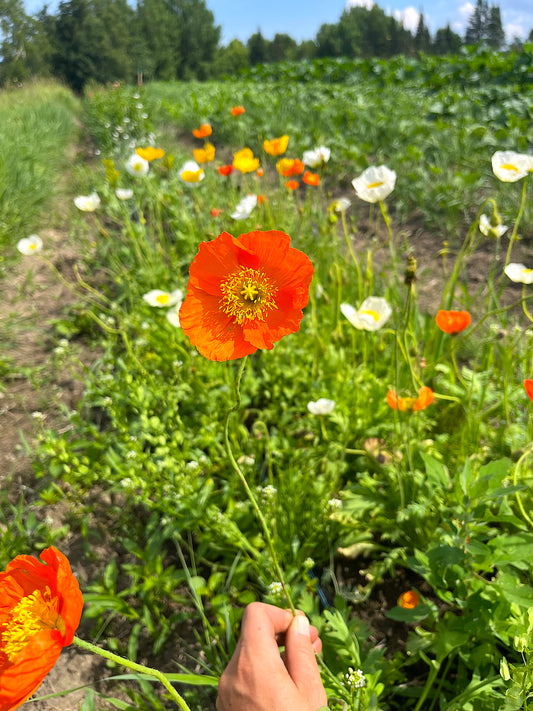 Flower, Giant Icelandic Mix Poppy