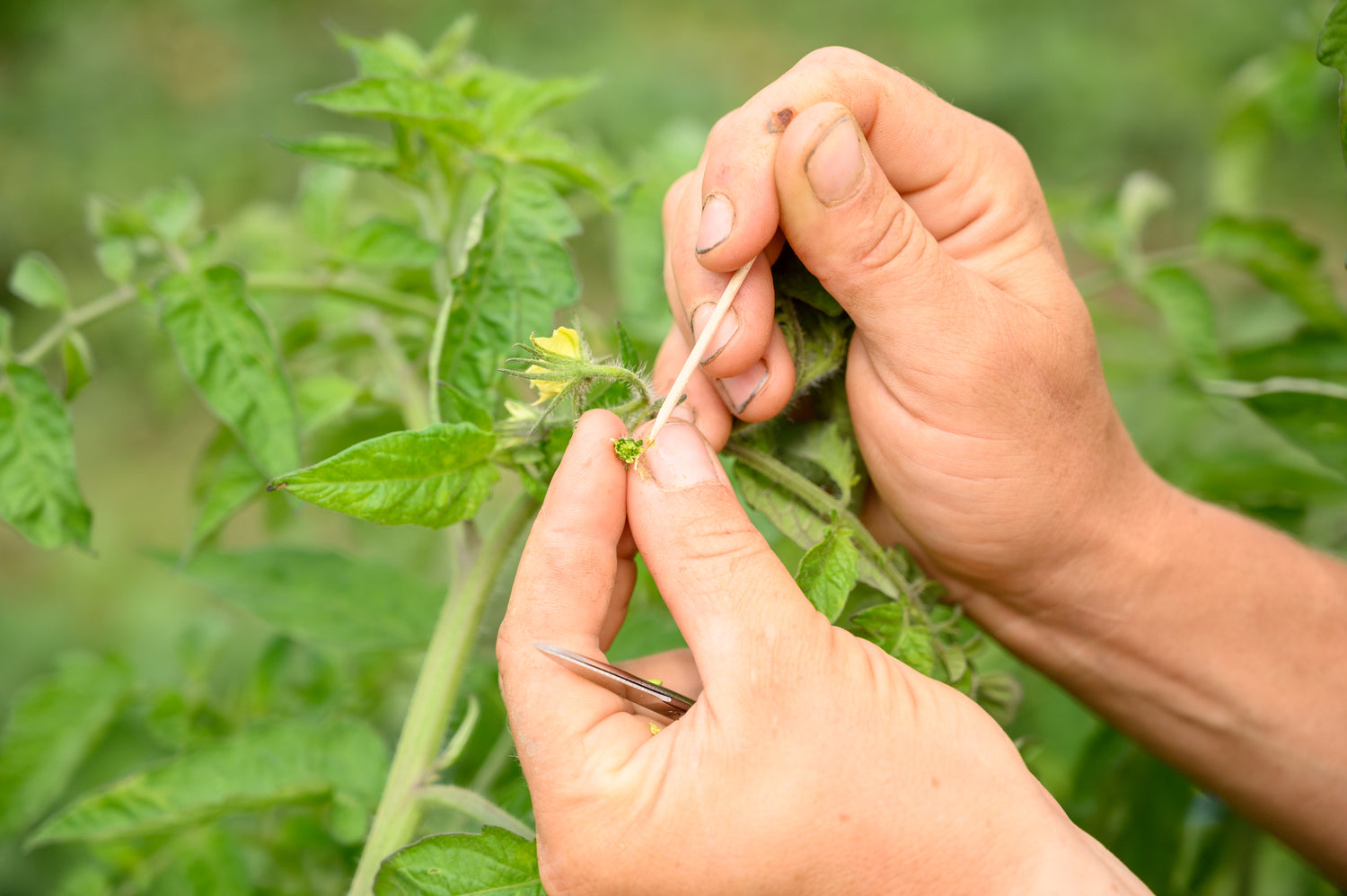 Hand pollinating heirloom non-gmo tomato for organic tomato seed production in Canada