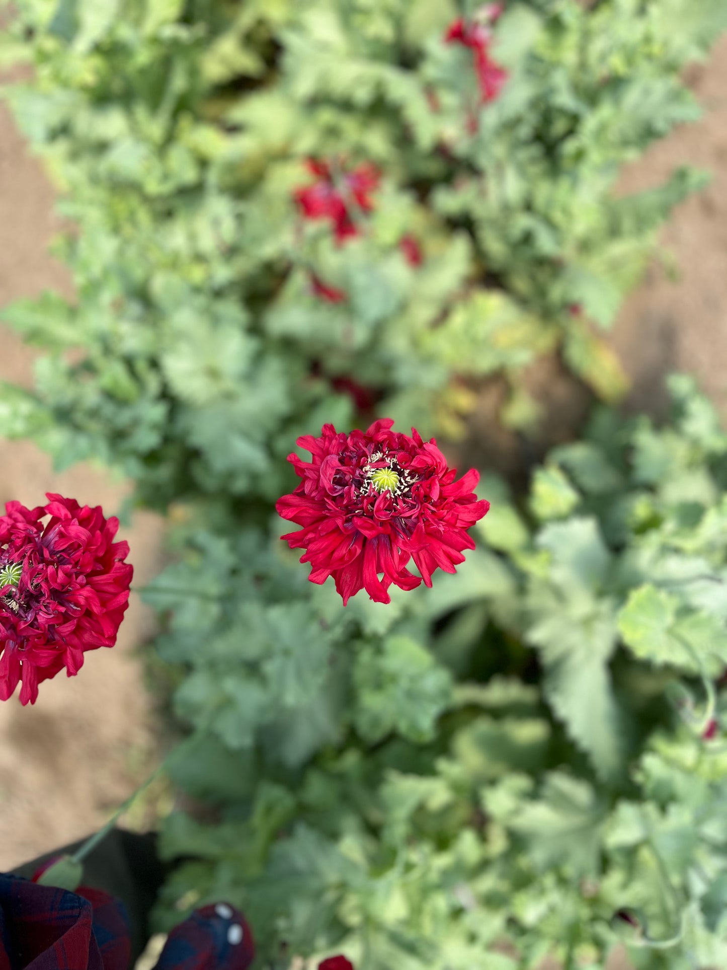 Flower, Crimson Pompom Poppy