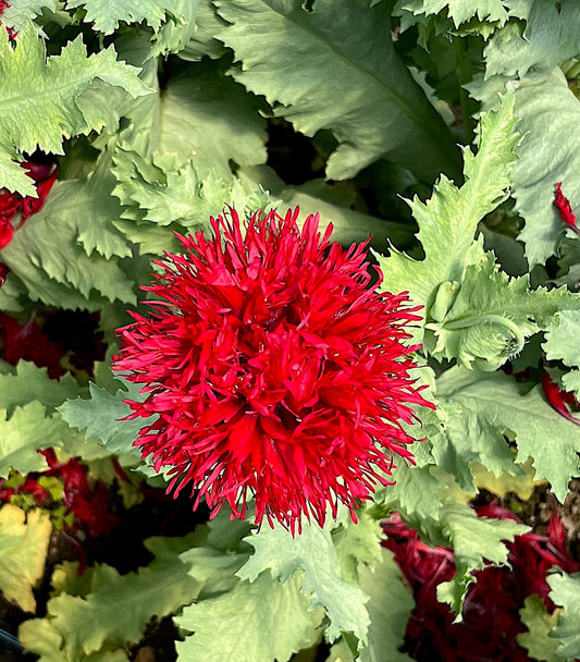 Flower, Crimson Pompom Poppy