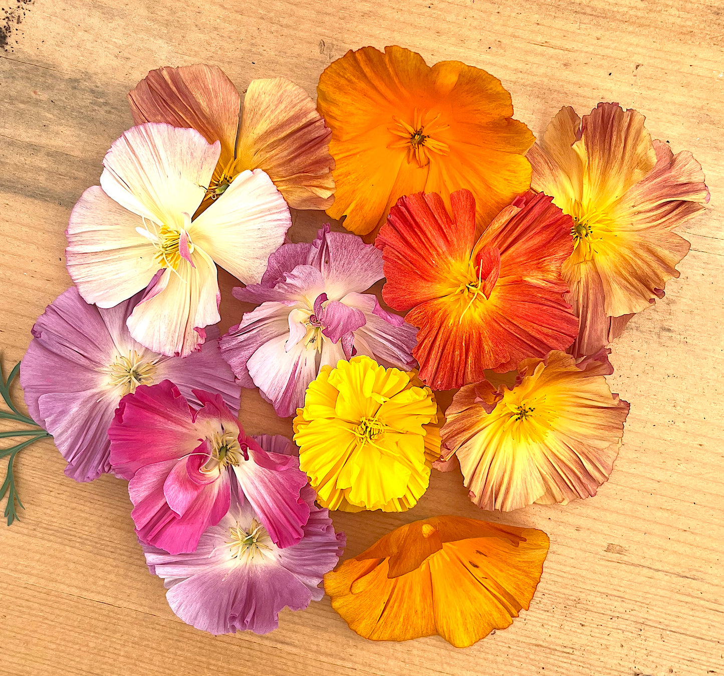 Flower, "XL" Jelly Bean California Poppy