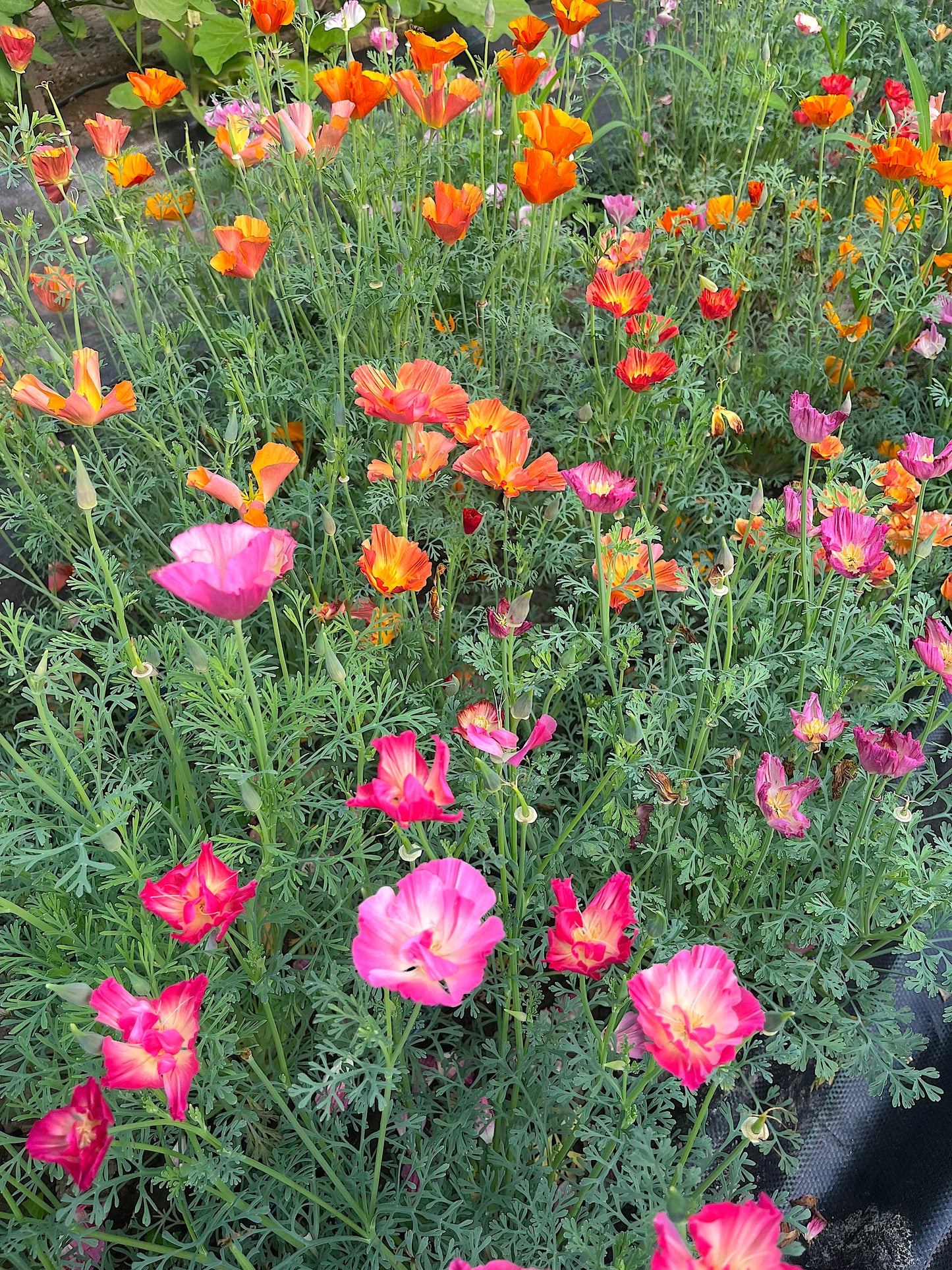 Flower, "XL" Jelly Bean California Poppy