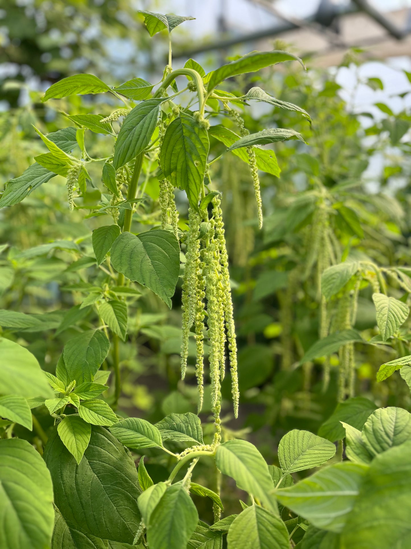 Flower, Emerald Tassels